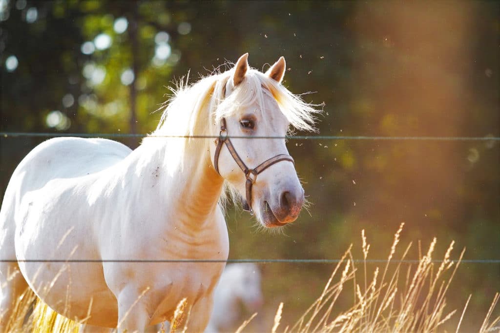 Weigeren voorzien Wauw Te koop - Duuns Horses Camargue, Sorraia en Konik paarden te koop